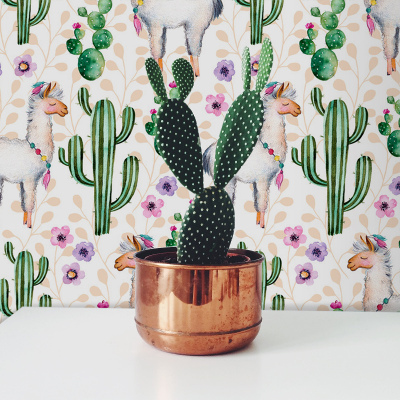 Fotobehang Lama's tussen de cactussen