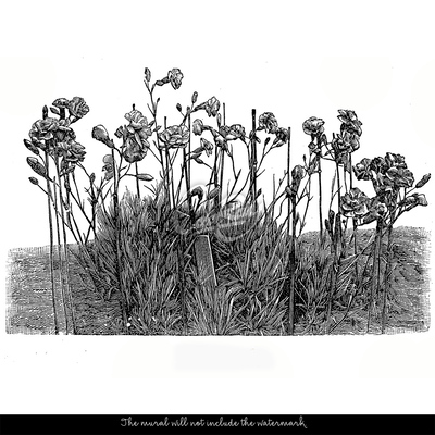 Fotobehang Wilde veldanjers