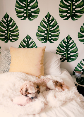 Fotobehang Monstera Leaky