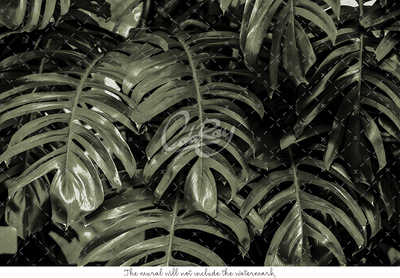 Fotobehang Monstera bladeren