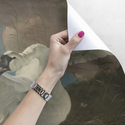 Fotobehang De majestueuze zwaan