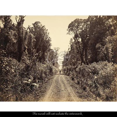 Fotobehang Wandelen langs de bosweg