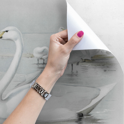 Fotobehang Ontmoeting met zwanen