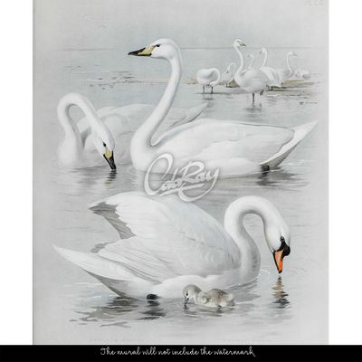 Fotobehang Ontmoeting met zwanen