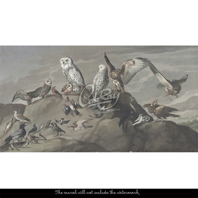 Fotobehang Uil Wijsheid