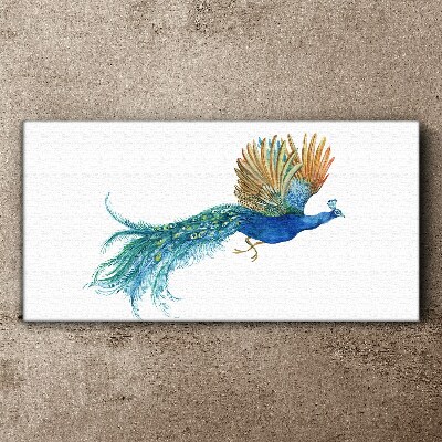 Foto op canvas Een kleurrijke pauw in beweging