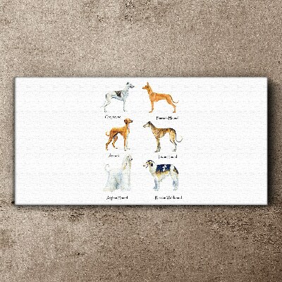 Foto op canvas Hondenrassen