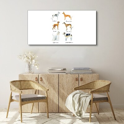 Foto op canvas Hondenrassen