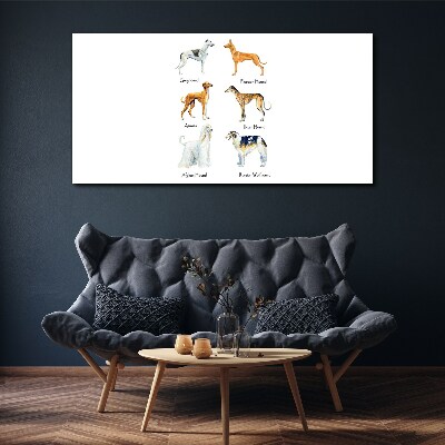 Foto op canvas Hondenrassen