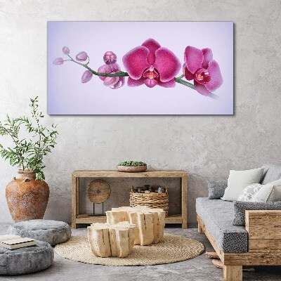Canvas schilderij Orchideeën in delicate tinten roze