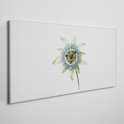 Canvas schilderij Passiebloem op een witte achtergrond