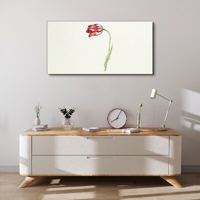Foto op canvas Tulp in delicate tinten