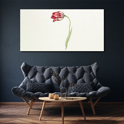 Foto op canvas Tulp in delicate tinten