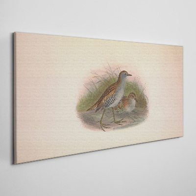 Foto op canvas Vogels in het gras