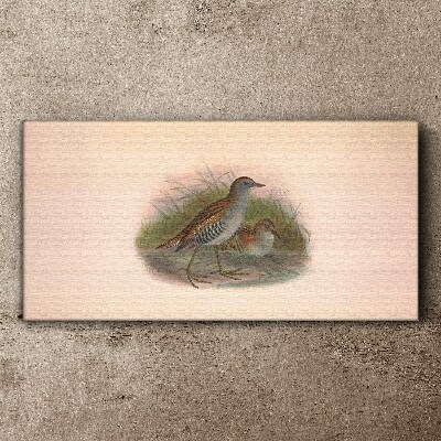 Foto op canvas Vogels in het gras