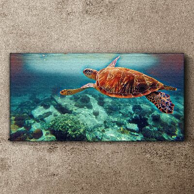 Foto op canvas Schildpad in kalme wateren