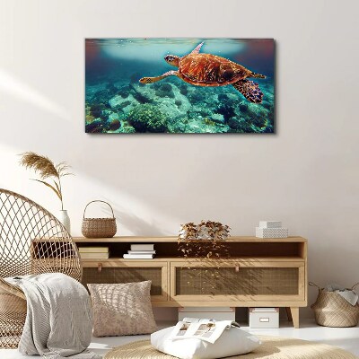 Foto op canvas Schildpad in kalme wateren