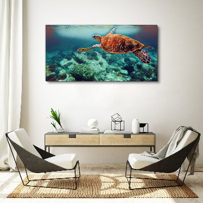 Foto op canvas Schildpad in kalme wateren
