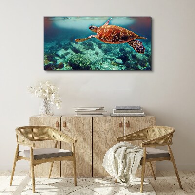 Foto op canvas Schildpad in kalme wateren