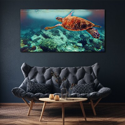 Foto op canvas Schildpad in kalme wateren