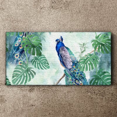 Schilderij op doek Pauw in de tropische jungle