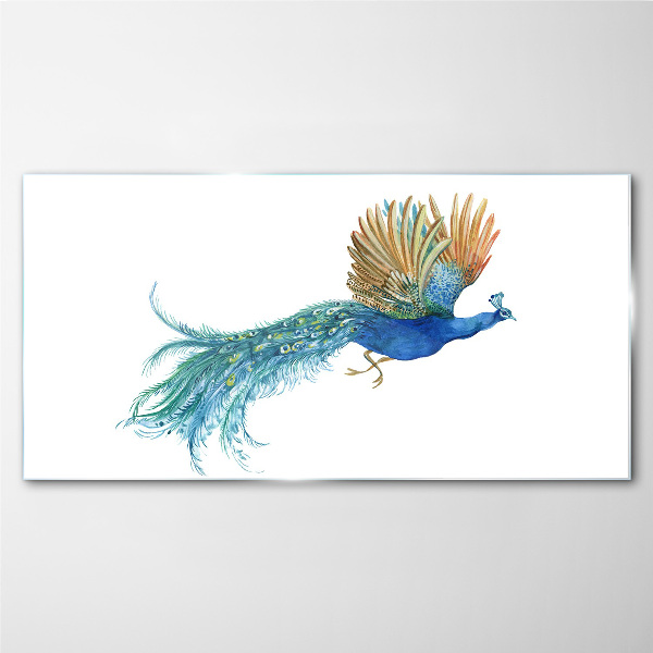 Foto op glas Een kleurrijke pauw in beweging