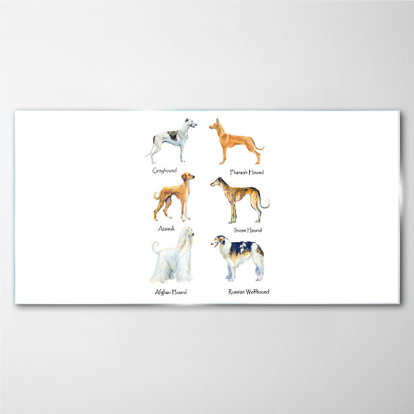 Foto op glas Hondenrassen