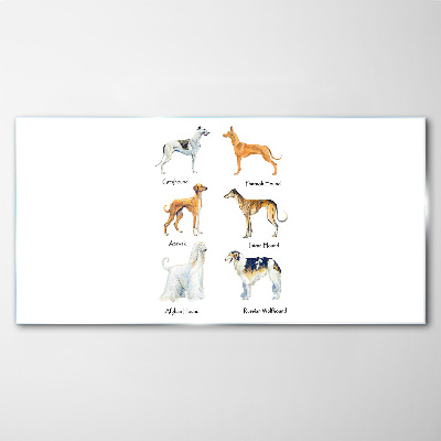 Foto op glas Hondenrassen