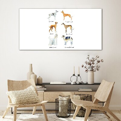 Foto op glas Hondenrassen