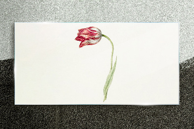 Foto op glas Tulp in delicate tinten