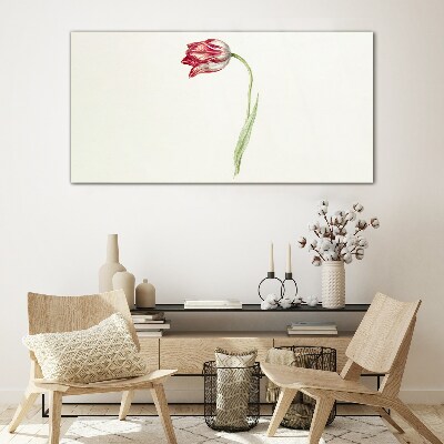 Foto op glas Tulp in delicate tinten