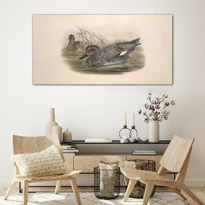 Foto op glas Eenden zijn kalm in hun natuurlijke omgeving