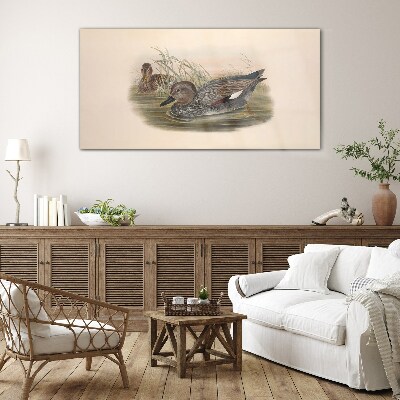 Foto op glas Eenden zijn kalm in hun natuurlijke omgeving