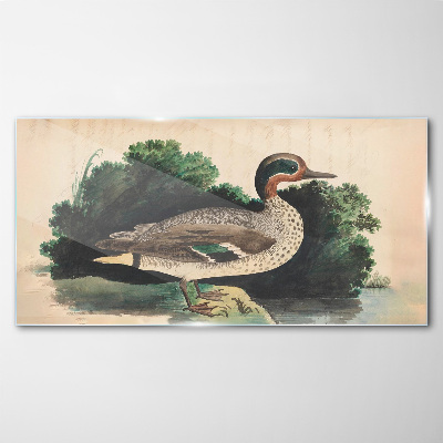 Foto op glas Een eend omringd door groen