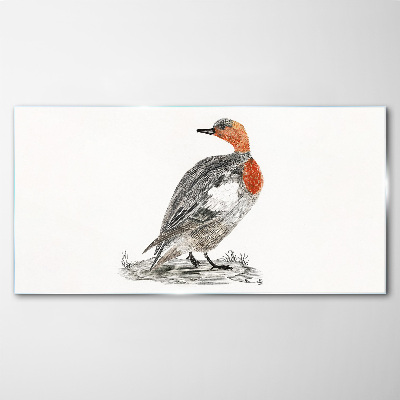 Glas foto Roodhalseend op een witte achtergrond