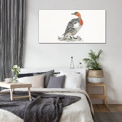 Glas foto Roodhalseend op een witte achtergrond