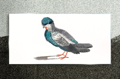 Glas foto Kleurrijke vogel op een witte achtergrond