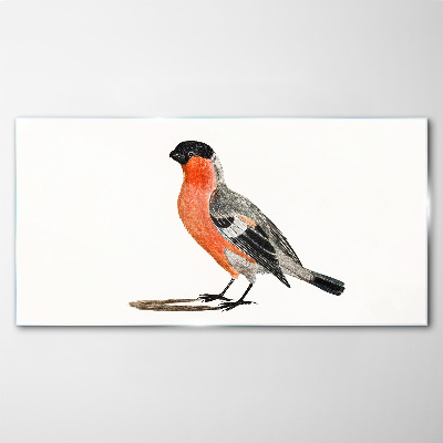 Schilderij op glas Robin tegen een witte achtergrond