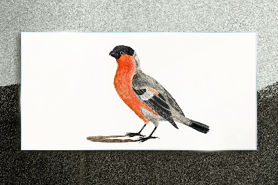 Schilderij op glas Robin tegen een witte achtergrond