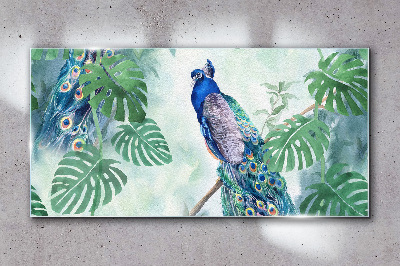 Schilderij op glas Pauw in de tropische jungle