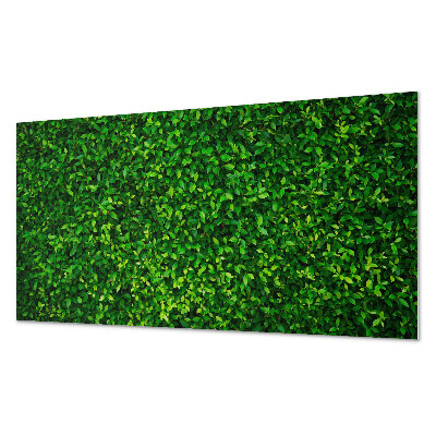 Pvc wandpaneel Een dichte muur van bladeren