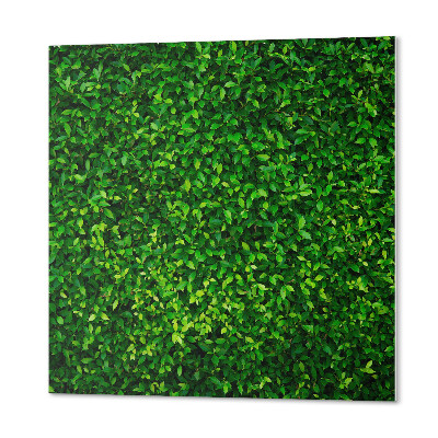 Wandbekleding vinyl Groene muur van vegetatie