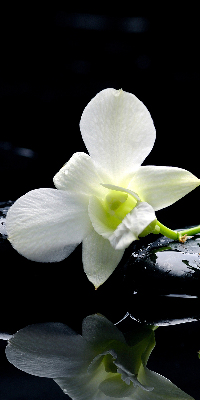 Rolgordijn voor het raam Orchideeën