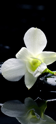 Rolgordijn voor het raam Orchideeën