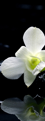 Rolgordijn voor het raam Orchideeën