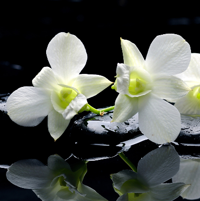 Rolgordijn voor het raam Orchideeën