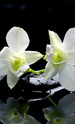 Rolgordijn voor het raam Orchideeën