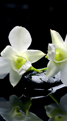 Rolgordijn voor het raam Orchideeën