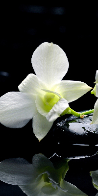 Rolgordijn voor het raam Orchideeën