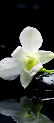 Rolgordijn voor het raam Orchideeën